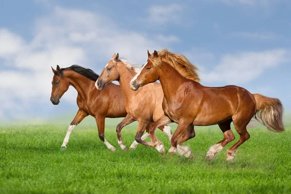 Manada Caballos Galopan Prado Verde Primavera — Foto de Stock