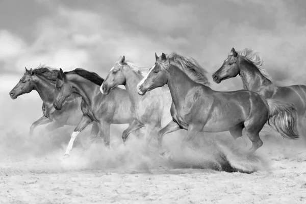 馬は砂漠の塵に隔離されたギャロップを動かす 黒と白 — ストック写真