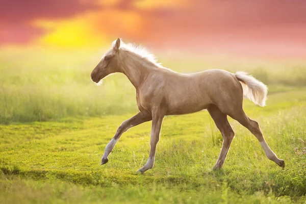 Smetanový Kůň Pohybu Při Západu Slunce — Stock fotografie