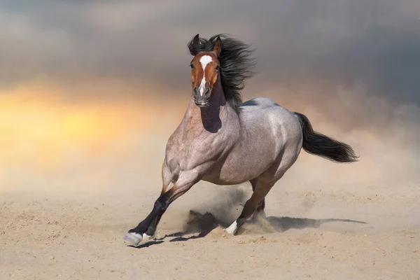 海湾的马在沙漠的尘土中奔跑 — 图库照片