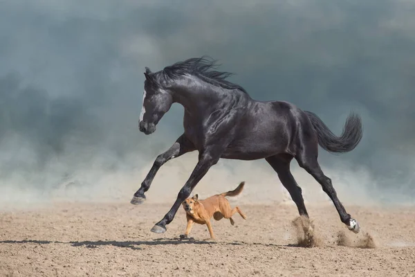 Krásný Černý Kůň Dlouhou Hřívou Běh Hrát Psem Poušti Prach — Stock fotografie