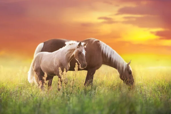 Caballos Palomino Pastos Primavera — Foto de Stock