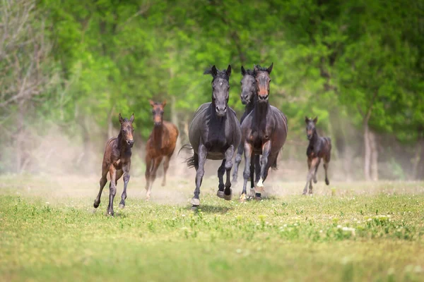 Pferdeherde Mit Fohlen Läuft Frei Auf Weide — Stockfoto