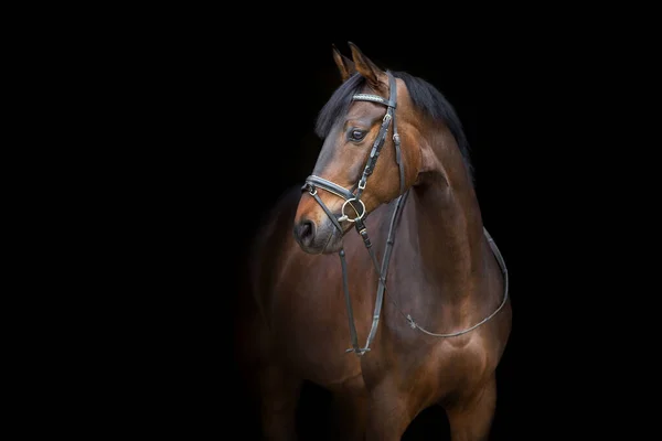 Retrato Caballo Brida Sobre Fondo Negro — Foto de Stock