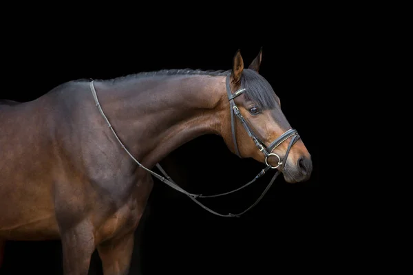 Pferdeporträt Zaumzeug Auf Schwarzem Hintergrund — Stockfoto