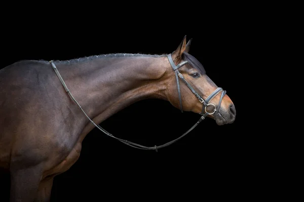 Retrato Cavalo Freio Sobre Fundo Preto — Fotografia de Stock