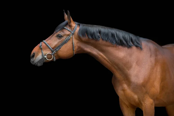 Portret Konia Uzdę Czarnym Tle — Zdjęcie stockowe