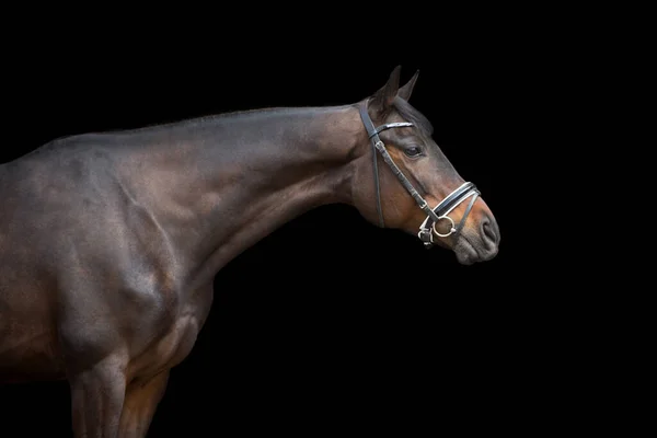 Retrato Cavalo Freio Sobre Fundo Preto — Fotografia de Stock