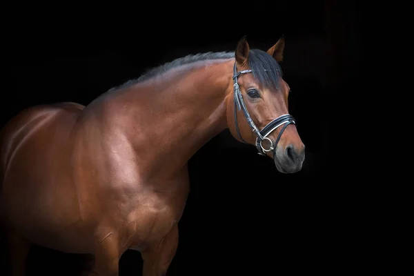 Retrato Cavalo Freio Sobre Fundo Preto — Fotografia de Stock