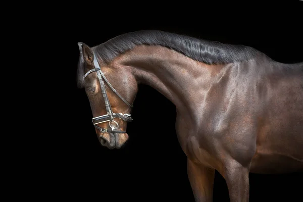 Portrait Cheval Bride Sur Fond Noir — Photo