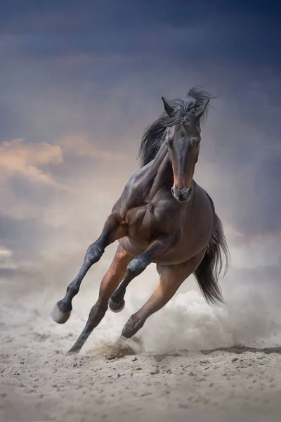 Bay Stallion Long Mane Run Gallop — Stock Photo, Image