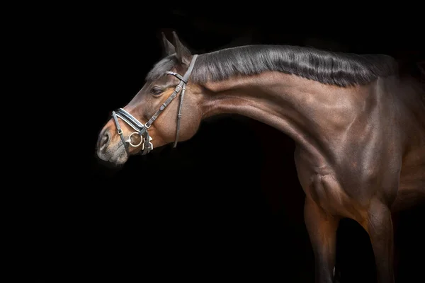 Retrato Caballo Brida Sobre Fondo Negro —  Fotos de Stock