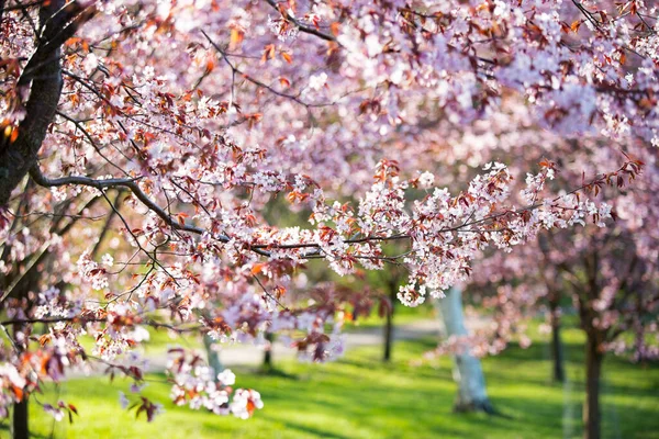 Городской Парк Цветущими Вишневыми Деревьями Ветки Розовыми Цветами Солнечный День — стоковое фото
