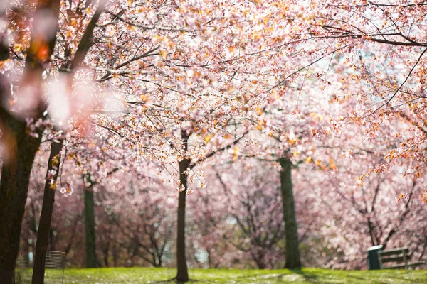 Beautiful City Park Cherry Trees Bloom Branches Pink Flowers Sunny — ストック写真