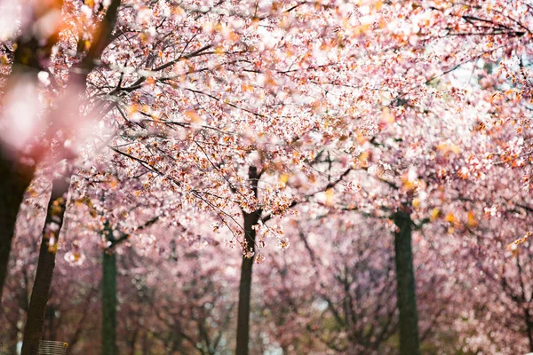 Городской Парк Цветущими Вишневыми Деревьями Ветки Розовыми Цветами Солнечный День — стоковое фото