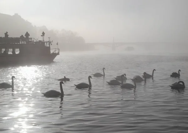 Mattina nebbiosa sul fiume Moldava — Foto Stock