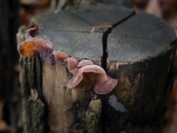 Judas'ın kulak mantar