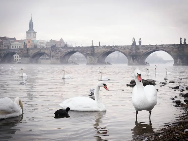 Лебеди перед Карловым мостом — стоковое фото
