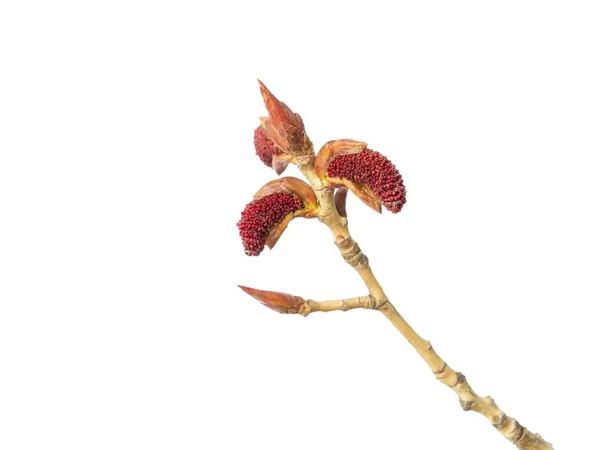 Poplar buds on white — Stock Photo, Image