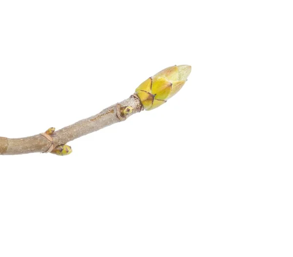 Akçaağaç bud beyaz