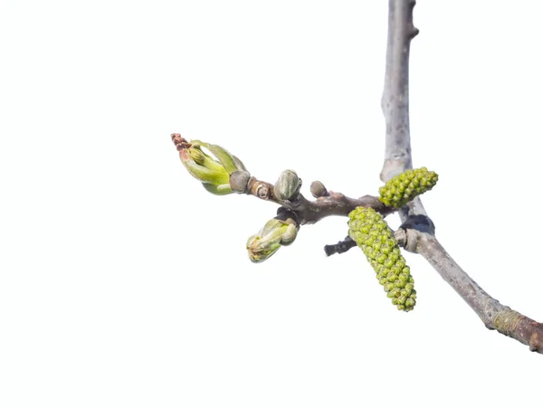 Perský ořech strom bud na bílém — Stock fotografie