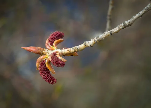 Catkins ile Kavak tomurcukları — Stok fotoğraf