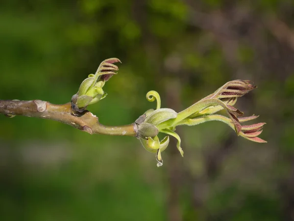 Buds of Persian walnut tree — Stock Photo, Image