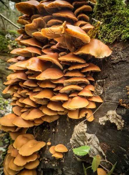 Sheathed woodtuft on the dead trunk — Stock Photo, Image