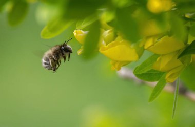 Close up of Hairy footed flower bee - Anthophora plumipes on a flowering acacia. clipart