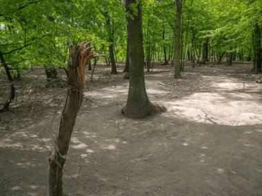 Prag 'ın kenar mahallelerindeki Prokopske Vadisi banliyö ormanlarının yıkılması COVID-19 salgınıyla bağlantılı olarak yüksek katılım ile birlikte