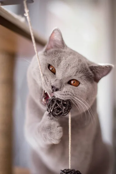 Blue British Shorthair Cat Plays Ball Rope Wooden House Cats — Stock Photo, Image