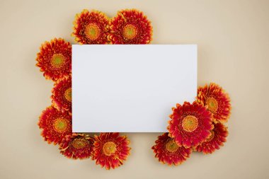 Güzel Gerbera çiçekleri ve açık bej arka planda boş bir kartın olduğu düz bir kompozisyon. Olay Tasarım Konsepti, Sevgililer Günü, Anneler Günü, Düğün Günü, Bayram Davetiyesi. Boşluğu kopyala. 