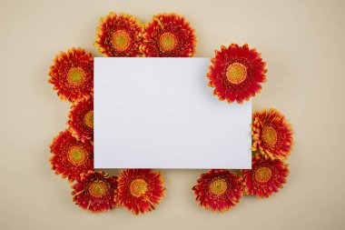 Güzel Gerbera çiçekleri ve açık bej arka planda boş bir kartın olduğu düz bir kompozisyon. Olay Tasarım Konsepti, Sevgililer Günü, Anneler Günü, Düğün Günü, Bayram Davetiyesi. Boşluğu kopyala. 