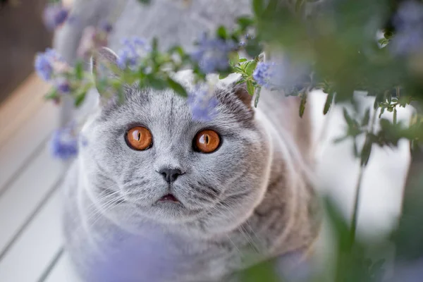 Blue British Shorthair cat on a white table with geranium flowers and blooming American lilac on the street, on the balcony, in the daytime. Spring or summer time. Selective focus. Close-up — Stock Photo, Image