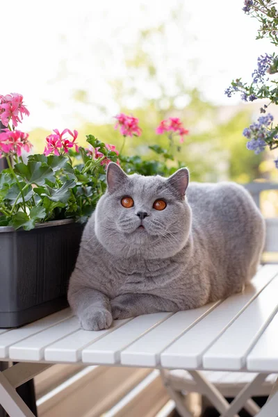 Blue British Shorthair cat on a white table with geranium flowers and blooming American lilac on the street, on the balcony, in the daytime. Spring or summer time. Selective focus. — Stock Photo, Image
