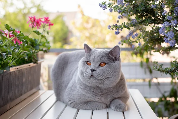Blue British Shorthair cat on a white table with geranium flowers and blooming American lilac on the street, on the balcony, in the daytime. Spring or summer time. Selective focus. — Stock Photo, Image