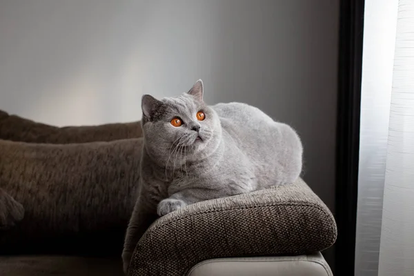 Britská Kočka Krátkosrstá Šedá Doma Gauči Okna Šedém Pozadí Selektivní — Stock fotografie