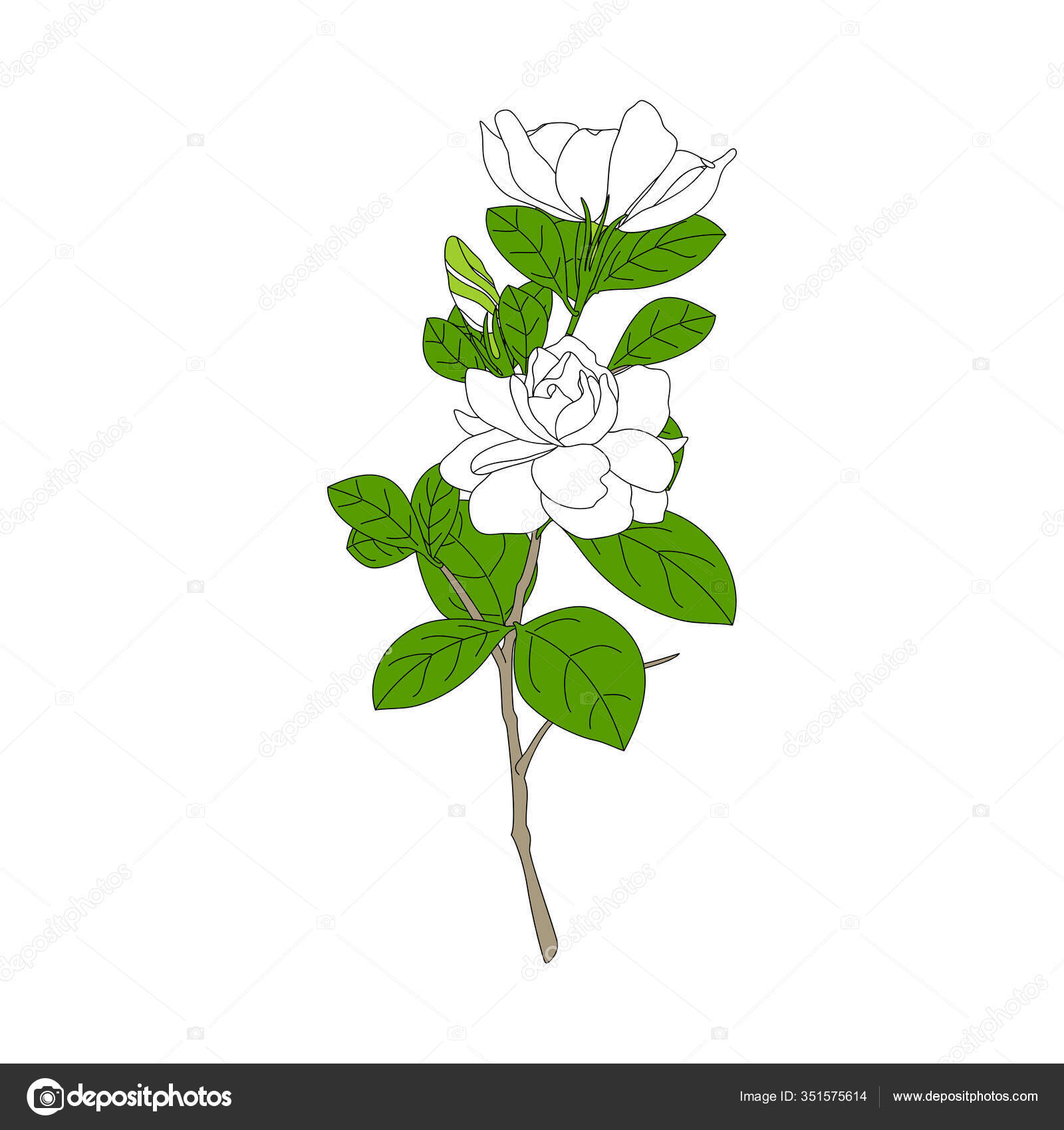 White Gardenia Jasminoides Cape Jasmine Flowers Bud Leaves Isolated White  Stock Vector Image by ©lulululupainting #351575614