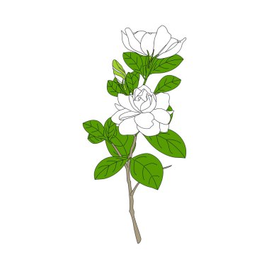 Beyaz Gardenya yaseminleri ya da Cape Jasmine çiçekleri, tomurcuk ve yapraklar beyaz arka planda izole. Simge, logo, kart, sembol daveti, düğün tasarımı için elde çizilmiş yaz tropik çiçekleri. 