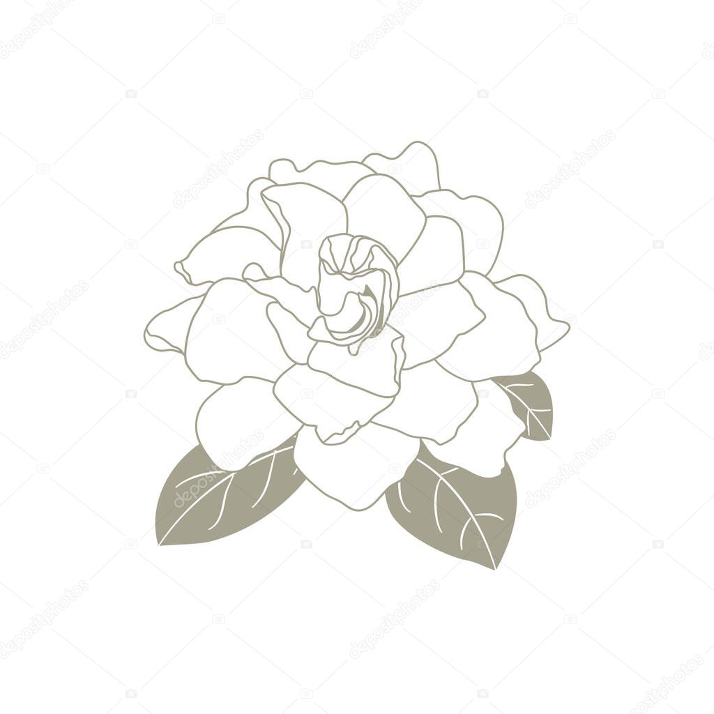Gardenia jasminoides or Cape jasmine flower outline isolated on white background. tropical fragrant plant Gardenia in hand drawn style for icon, logo, card, symbol design. 