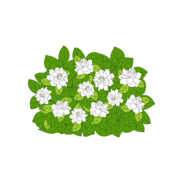 Green bush with white flowers isolated on white background. Ornamental plant shrub for decorating a garden, park or a green wall. Gardenia jasminoides or Cape jasmine flowers icon design.