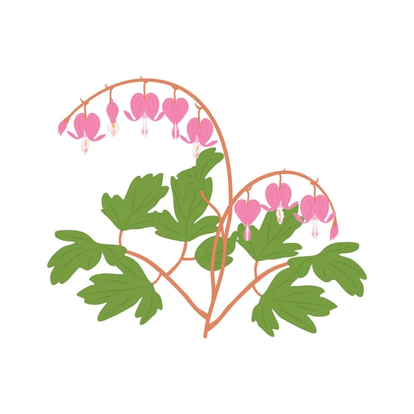 Asian Flower Isolated White Background Bleeding Heart Heart Shaped Pink — Stock Vector
