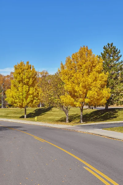 Picture of autumn trees along a road — Stock Photo, Image