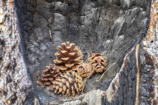 Conos de pino en un hueco de árbol quemado . — Foto de Stock