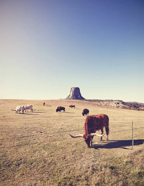 Krowy i Bizona z Devils Tower w odległości, Stany Zjednoczone Ameryki. — Zdjęcie stockowe