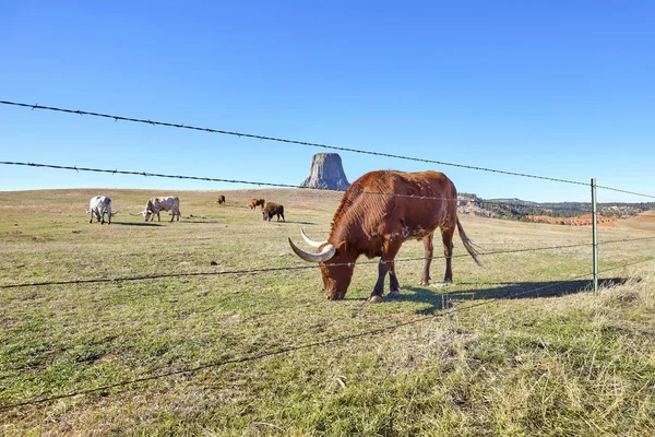 Bydło z Devils Tower w odległości, Stany Zjednoczone Ameryki. — Zdjęcie stockowe