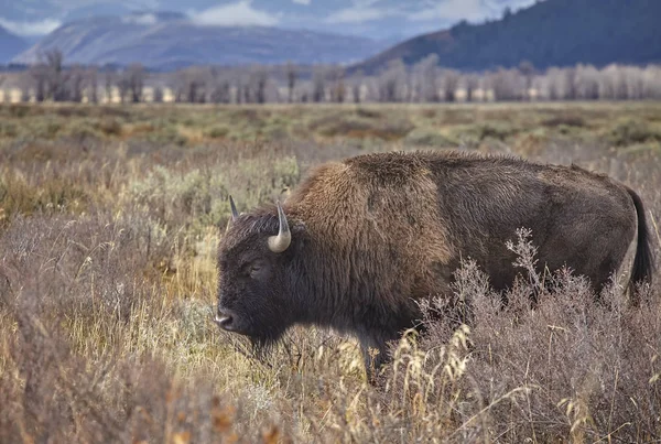 Bisonte americano pastando en el Parque Nacional Grand Teton, Wyoming —  Fotos de Stock