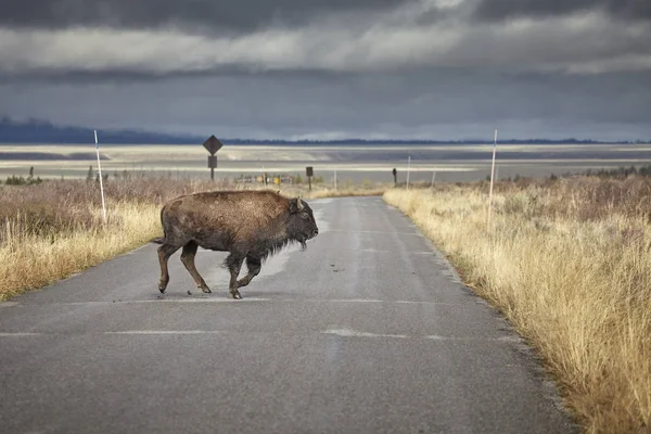 Joven bisonte americano corriendo por la carretera en el Parque Nacional Grand Teton . —  Fotos de Stock