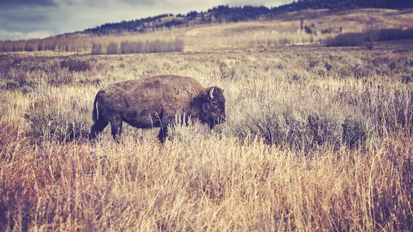 Vintage tonificado bisonte americano pastando en el Parque Nacional Grand Teton . —  Fotos de Stock