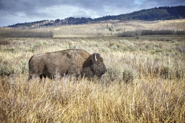 American bison wypas w Grand Teton National Park, Stany Zjednoczone. — Zdjęcie stockowe